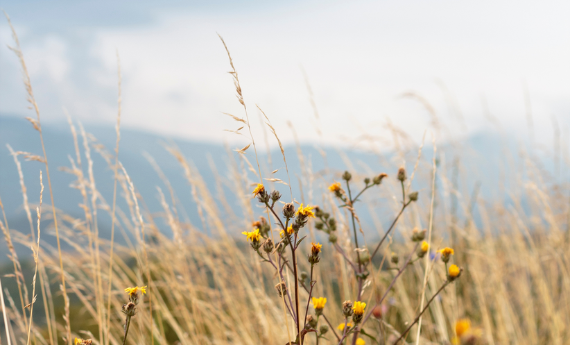 Image without a name